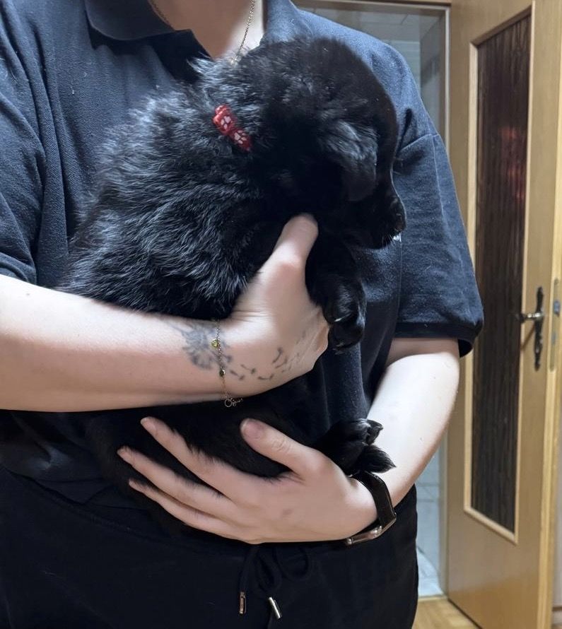 Schäferhund Welpen Mix