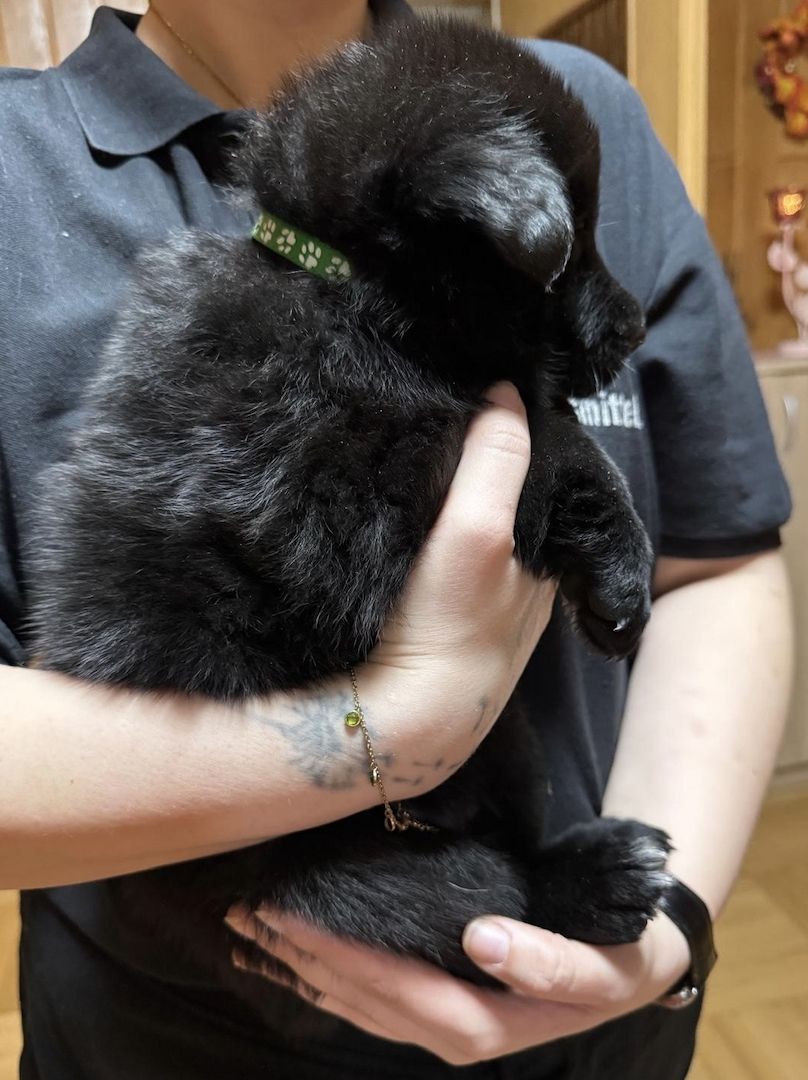 Schäferhund Welpen Mix