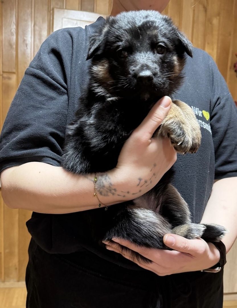 Schäferhund Welpen Mix