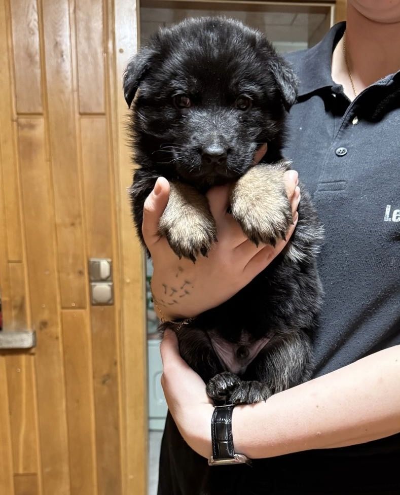 Schäferhund Welpen Mix