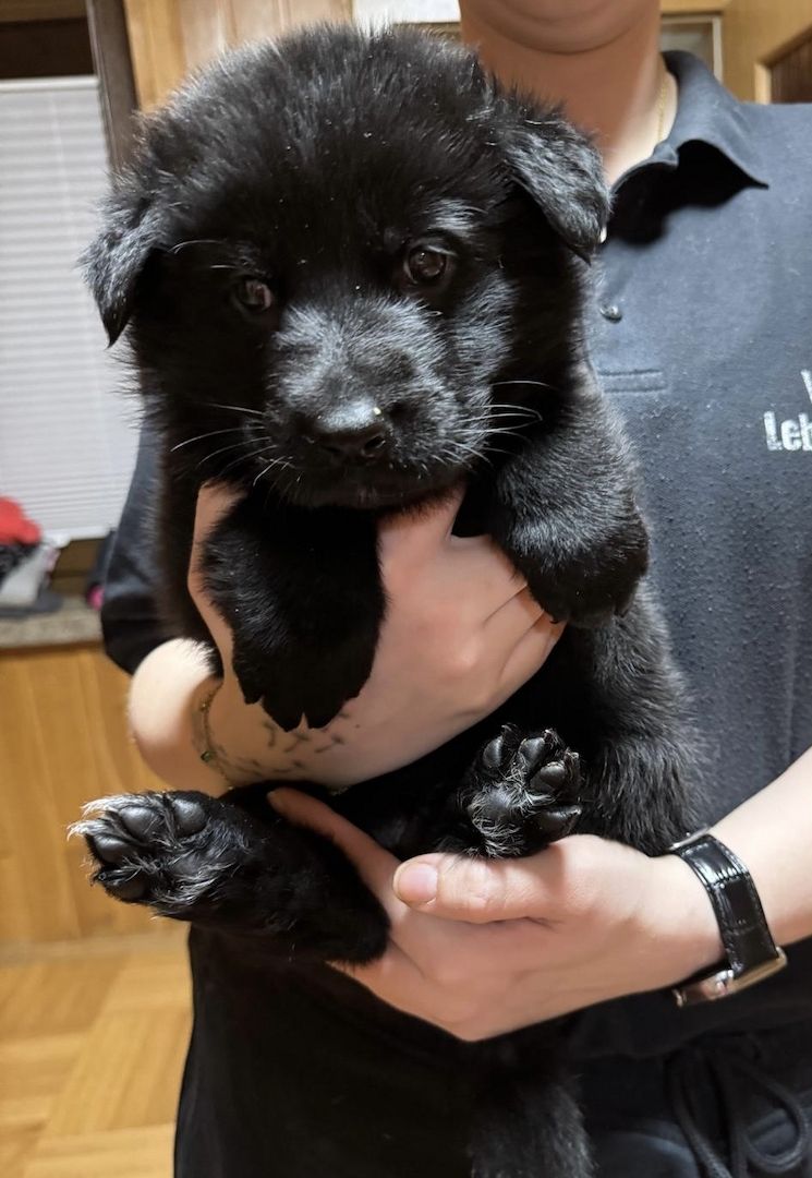 Schäferhund Welpen Mix