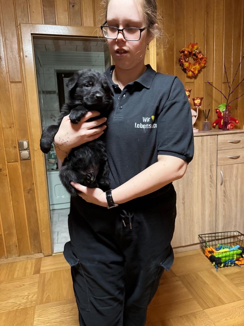 Schäferhund Welpen Mix