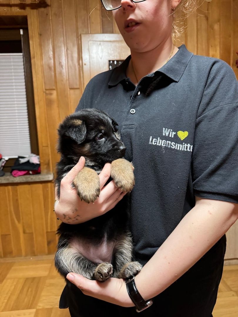 Schäferhund Welpen Mix