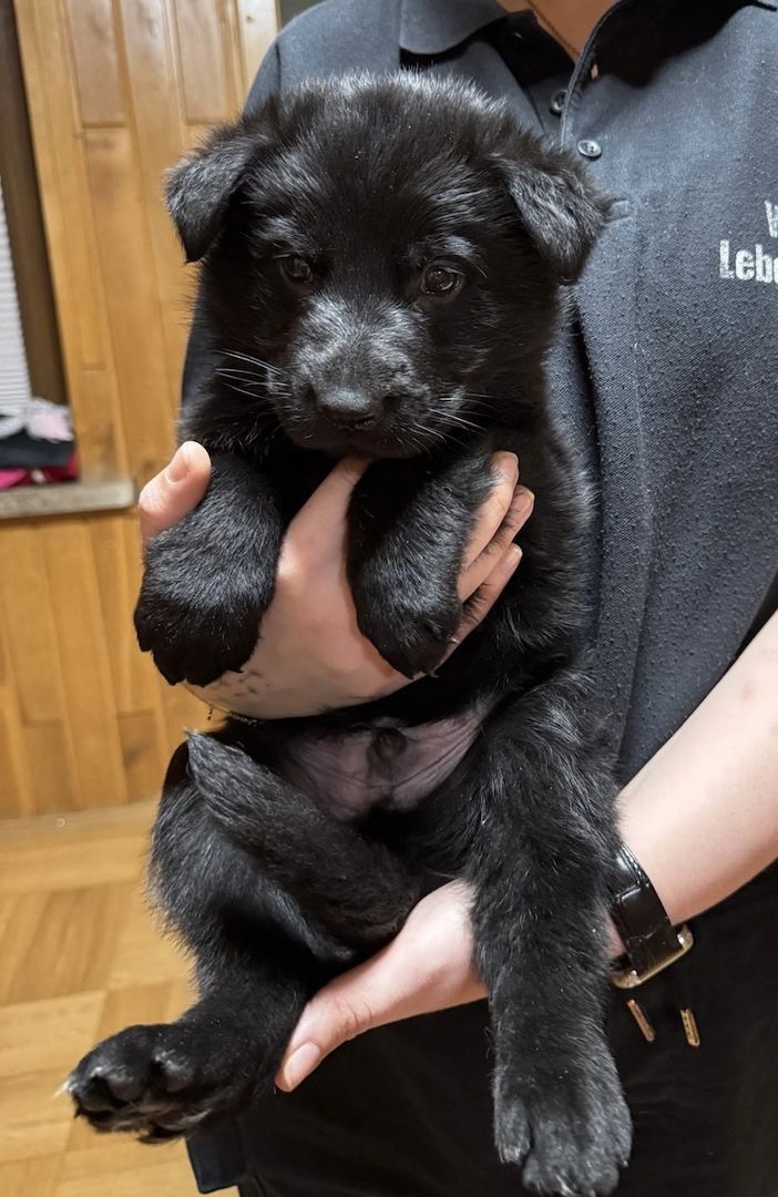 Schäferhund Welpen Mix