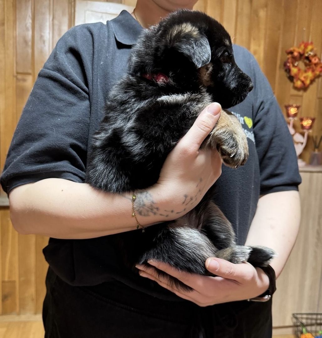 Schäferhund Welpen Mix