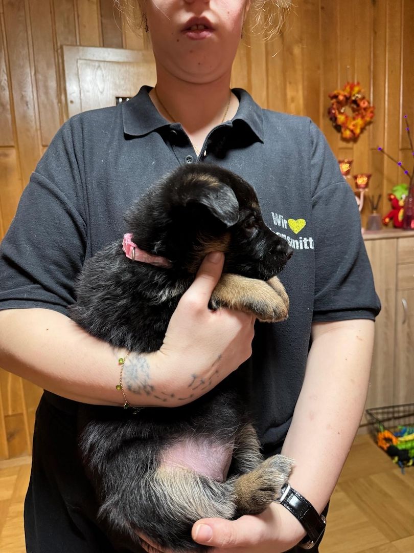 Schäferhund Welpen Mix