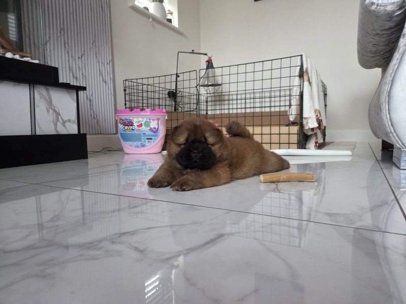 Chow-Chow-Welpen zu verkaufen