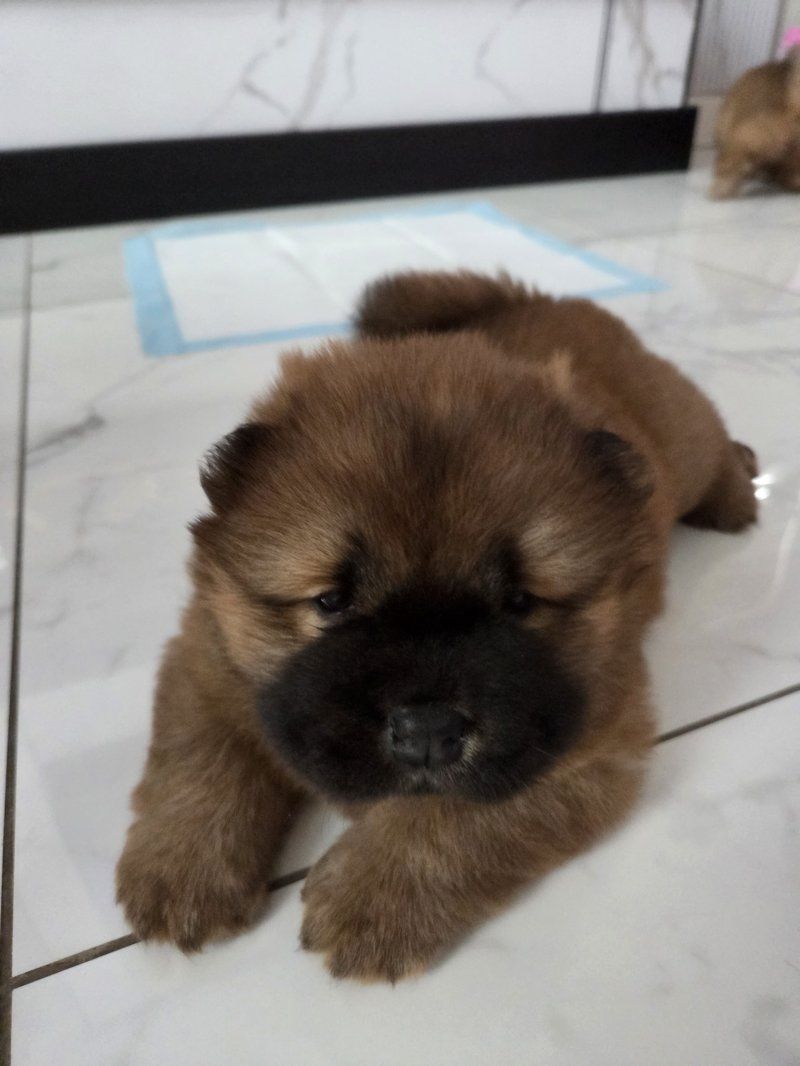 Chow-Chow-Welpen zu verkaufen