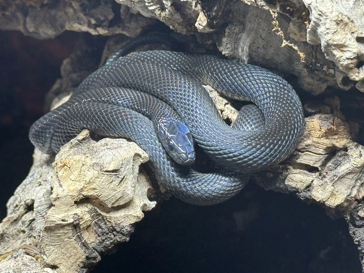 Weibliches Dionenatter‑Paar (Elaphe dione) – 06/2023 – melanistisch & rotgestreift