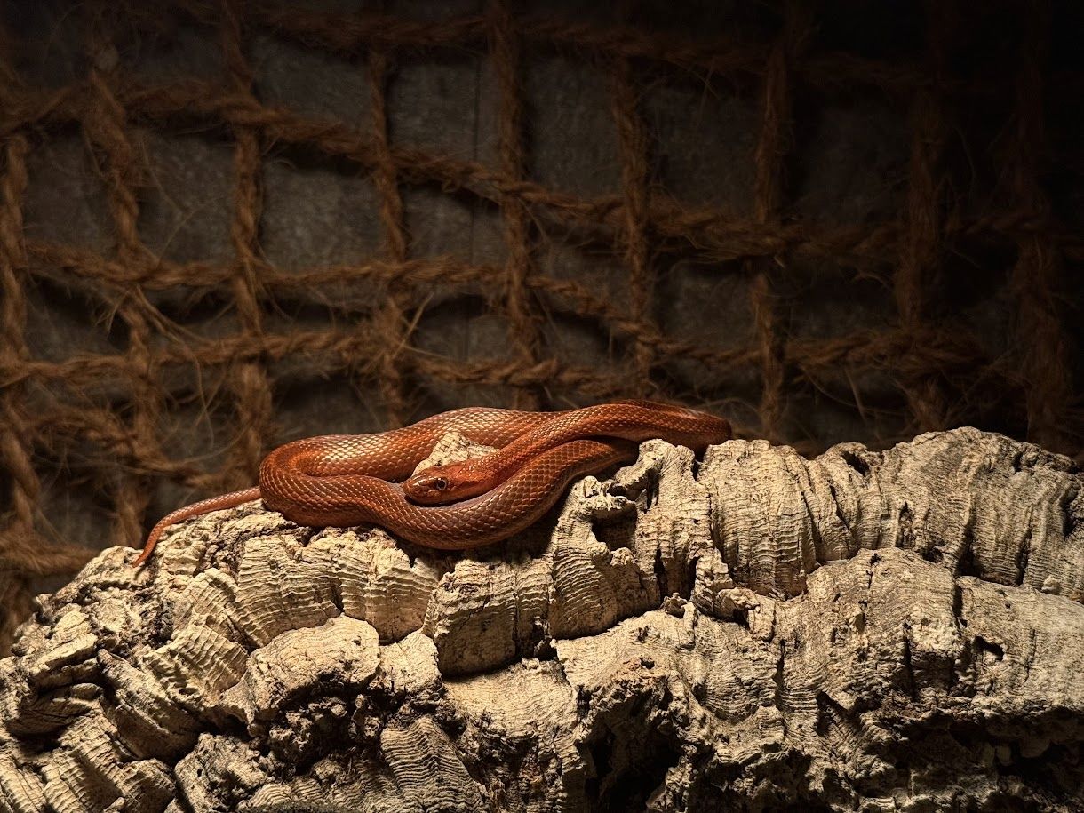 Weibliches Dionenatter‑Paar (Elaphe dione) – 06/2023 – melanistisch & rotgestreift