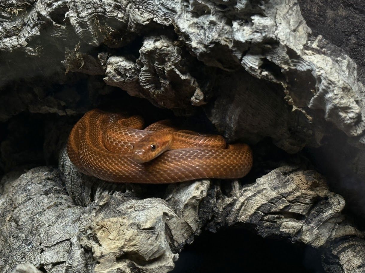 Weibliches Dionenatter‑Paar (Elaphe dione) – 06/2023 – melanistisch & rotgestreift