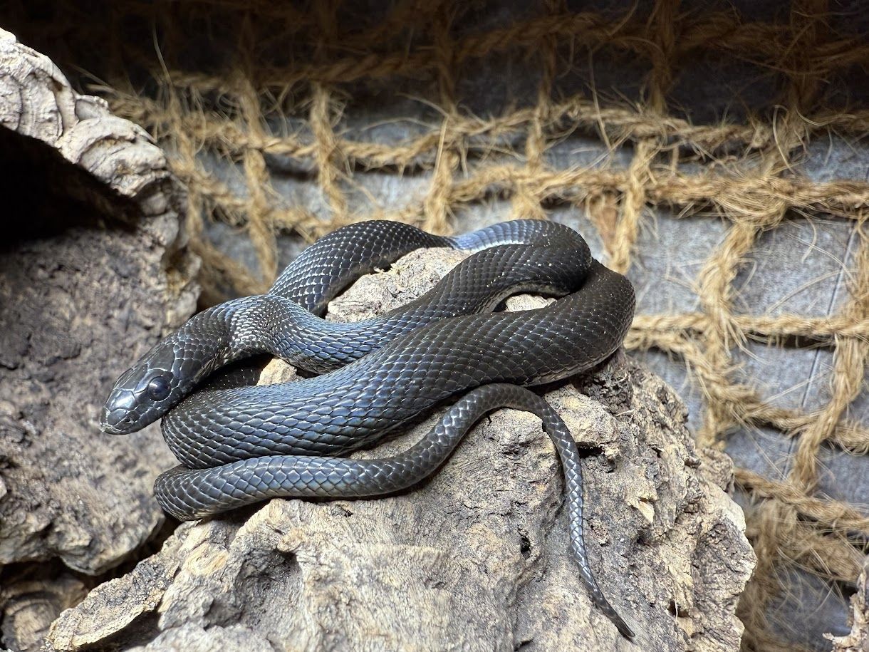 Weibliches Dionenatter‑Paar (Elaphe dione) – 06/2023 – melanistisch & rotgestreift