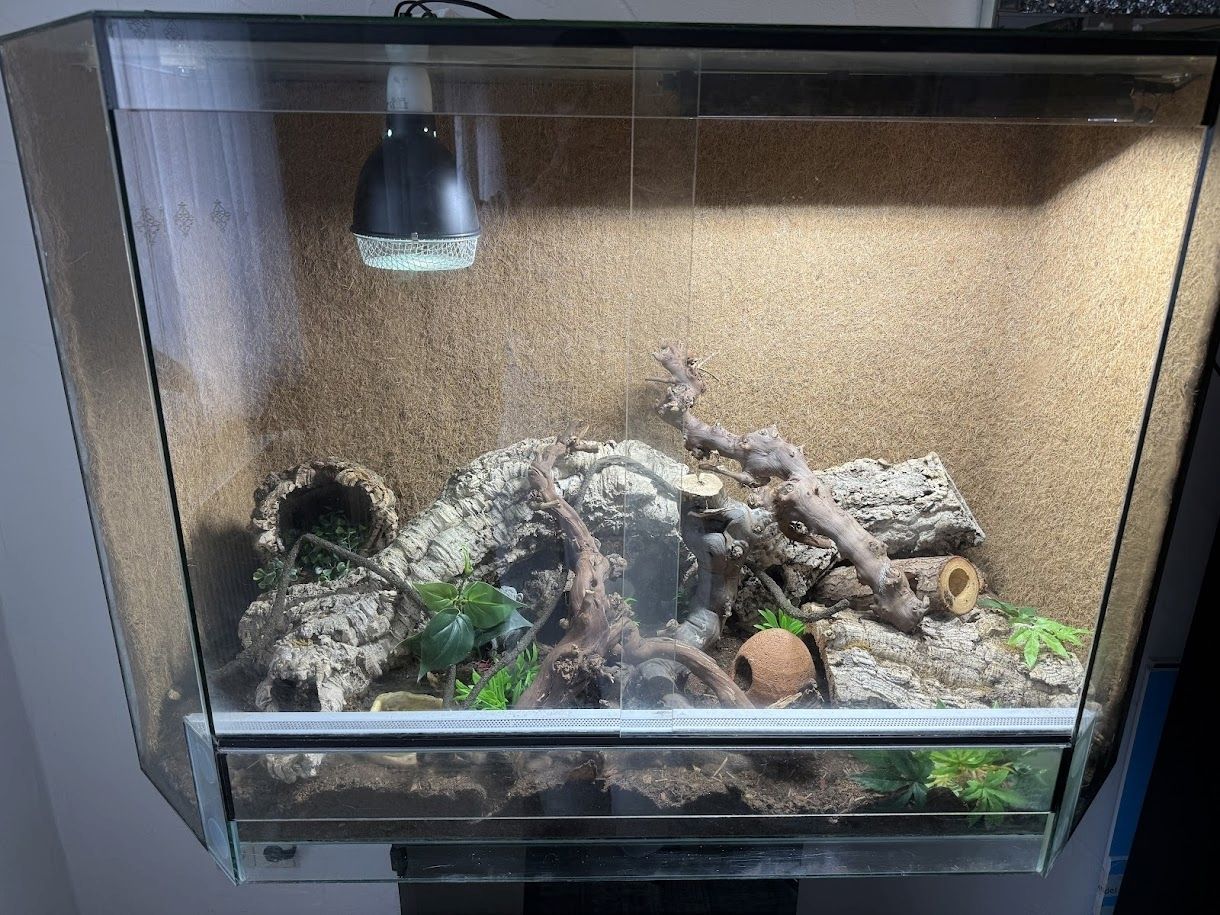 Weibliches Dionenatter‑Paar (Elaphe dione) – 06/2023 – melanistisch & rotgestreift