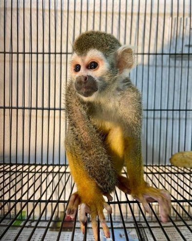 Mittelgroßes Totenkopfäffchen