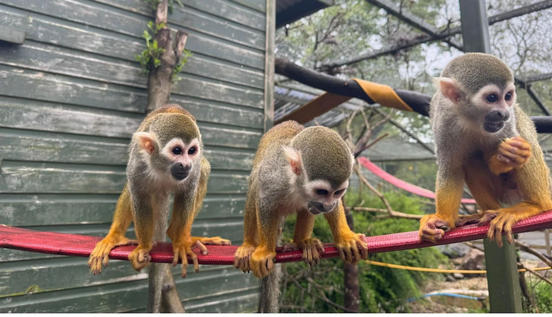 Niedliche Totenkopfäffchen-Babys