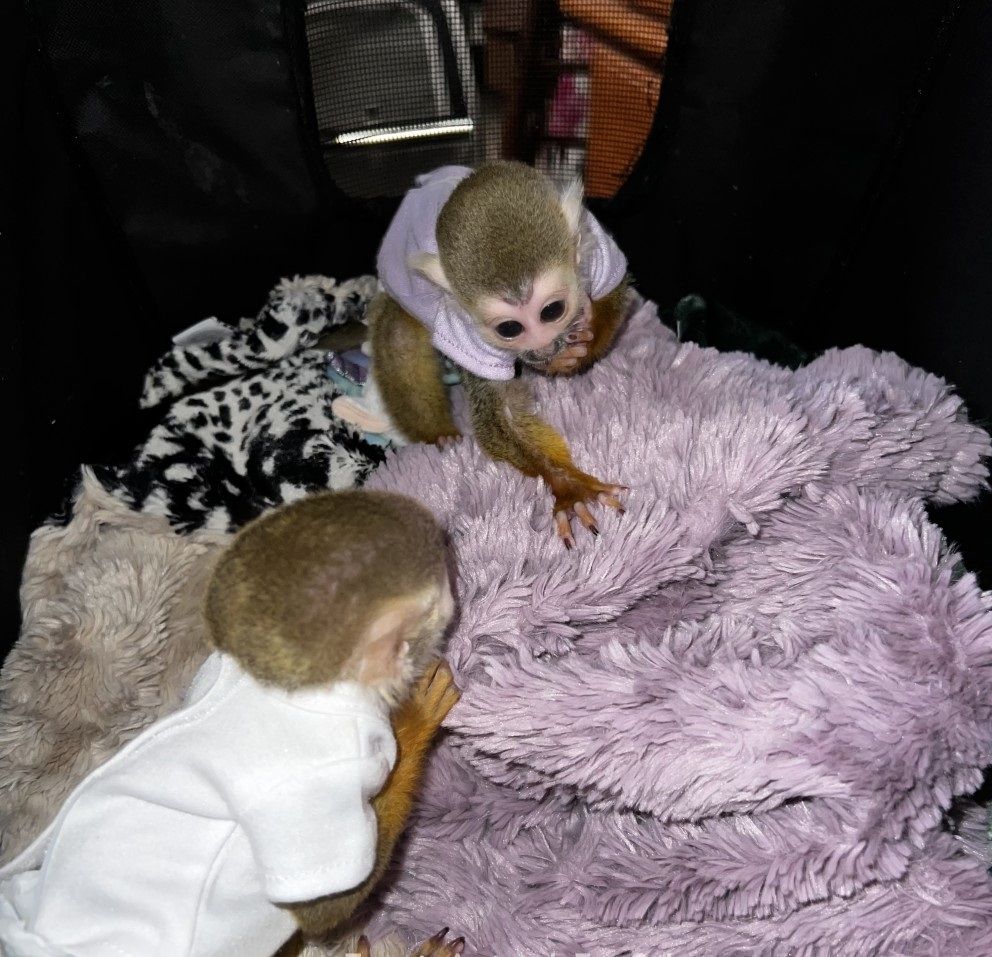 Gesundes Eichhörnchen zur Adoption