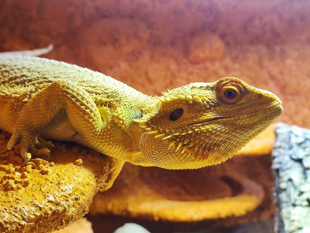 Bartagame (männlich, ca. 4,5 Jahre) gesund, aktiv & winterruheerfahren kostenlos abzugeben