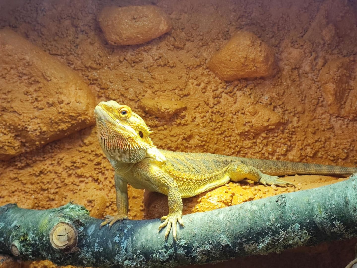 Bartagame (männlich, ca. 4,5 Jahre) gesund, aktiv & winterruheerfahren kostenlos abzugeben