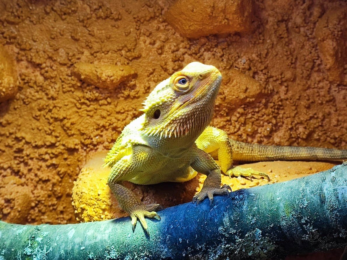 Bartagame (männlich, ca. 4,5 Jahre) gesund, aktiv & winterruheerfahren kostenlos abzugeben