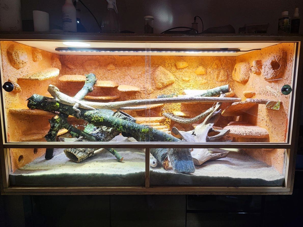 Bartagame (männlich, ca. 4,5 Jahre) gesund, aktiv & winterruheerfahren kostenlos abzugeben