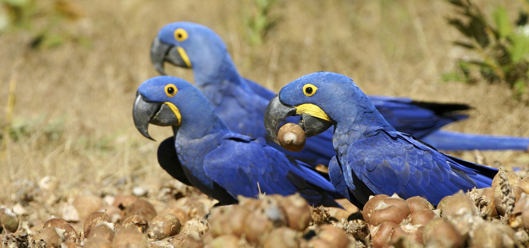 Wunderschönes Hyazinthenpapageien-Pärchen