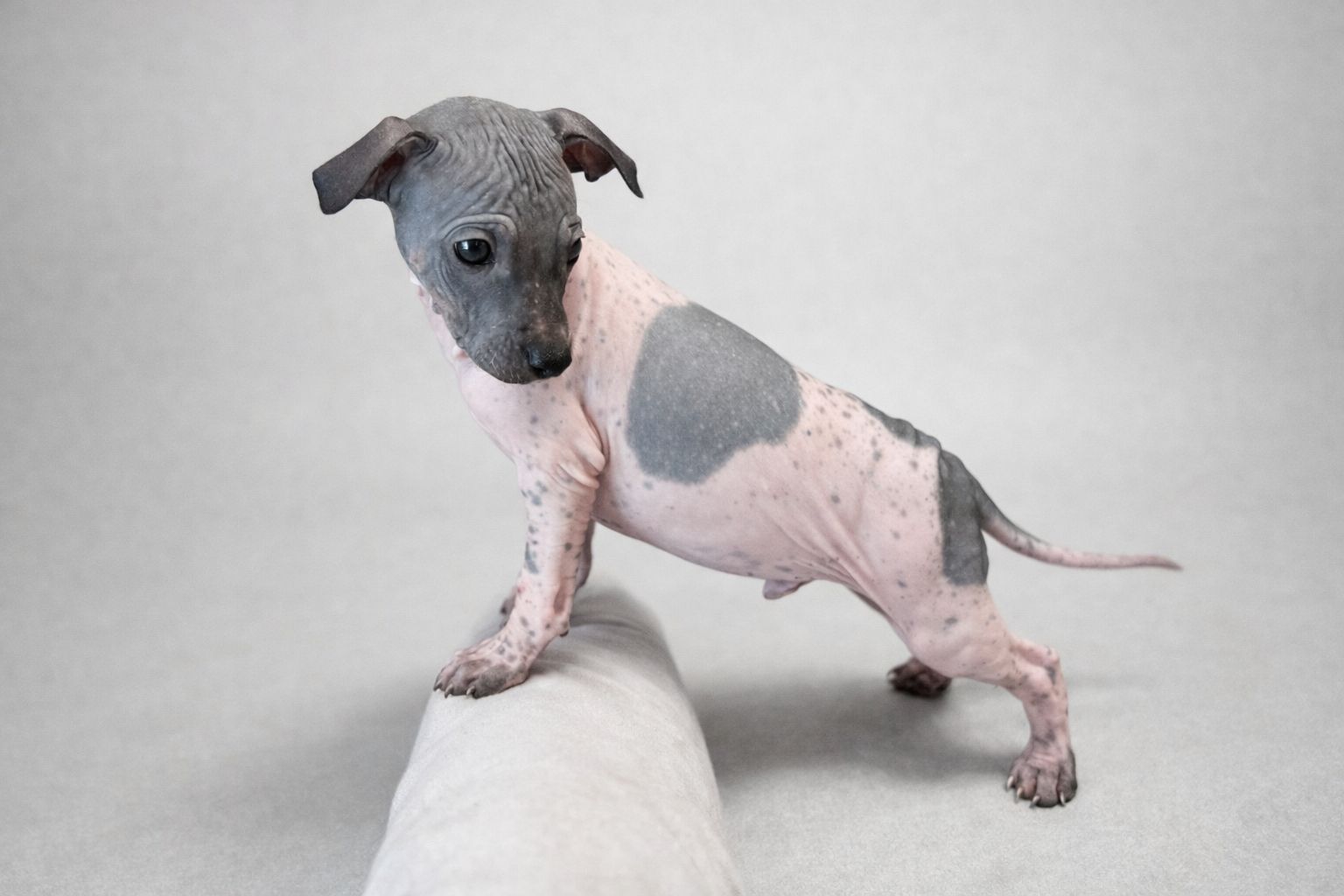 American Hairless Terrier Welpen aus Premiumzucht