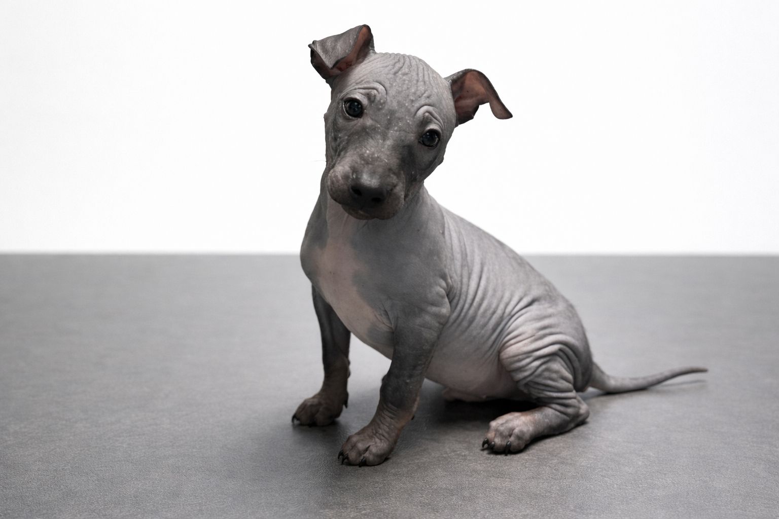 American Hairless Terrier Welpen aus Premiumzucht