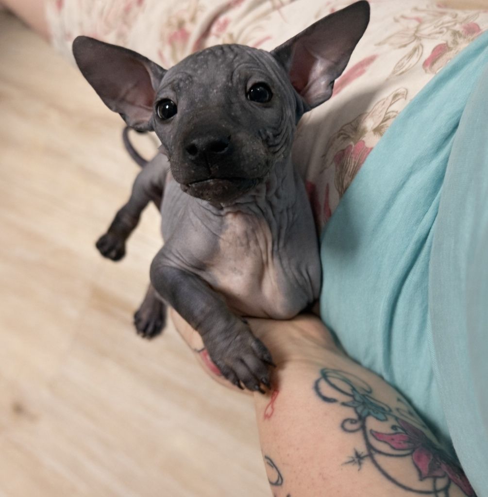 American Hairless Terrier Welpen aus Premiumzucht