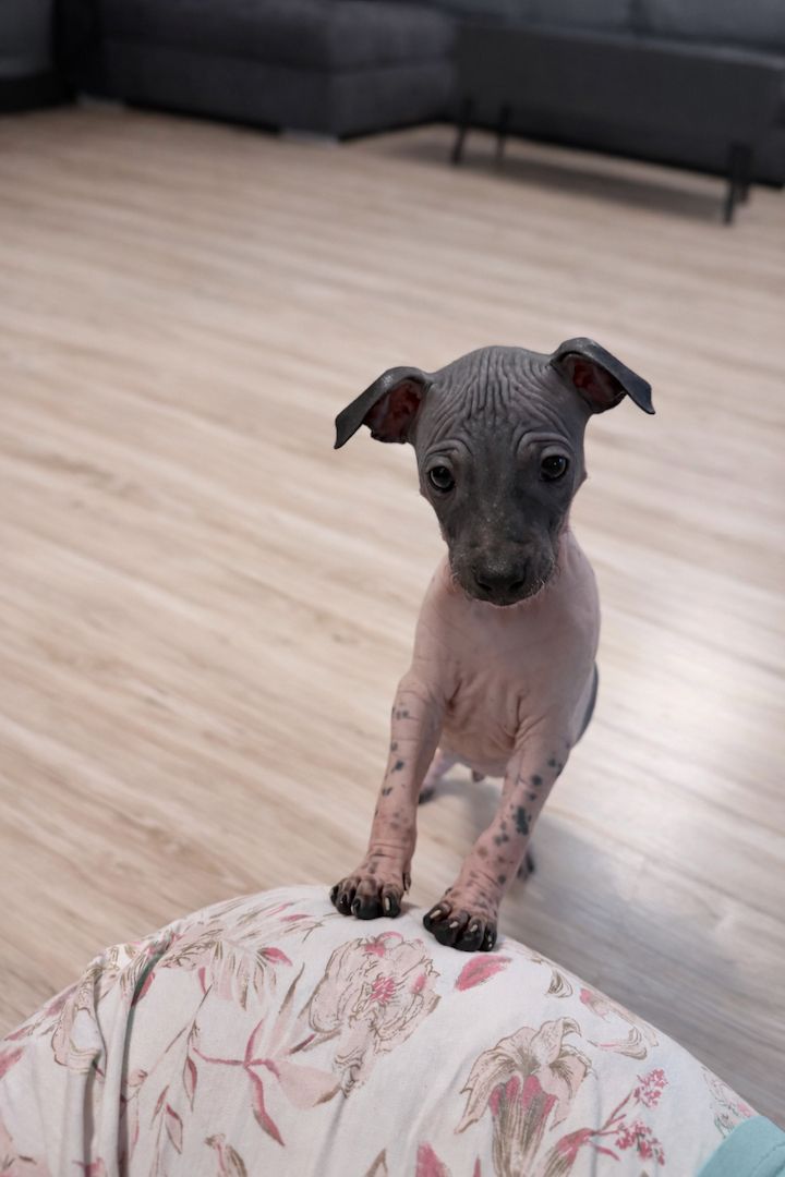 American Hairless Terrier Welpen aus Premiumzucht