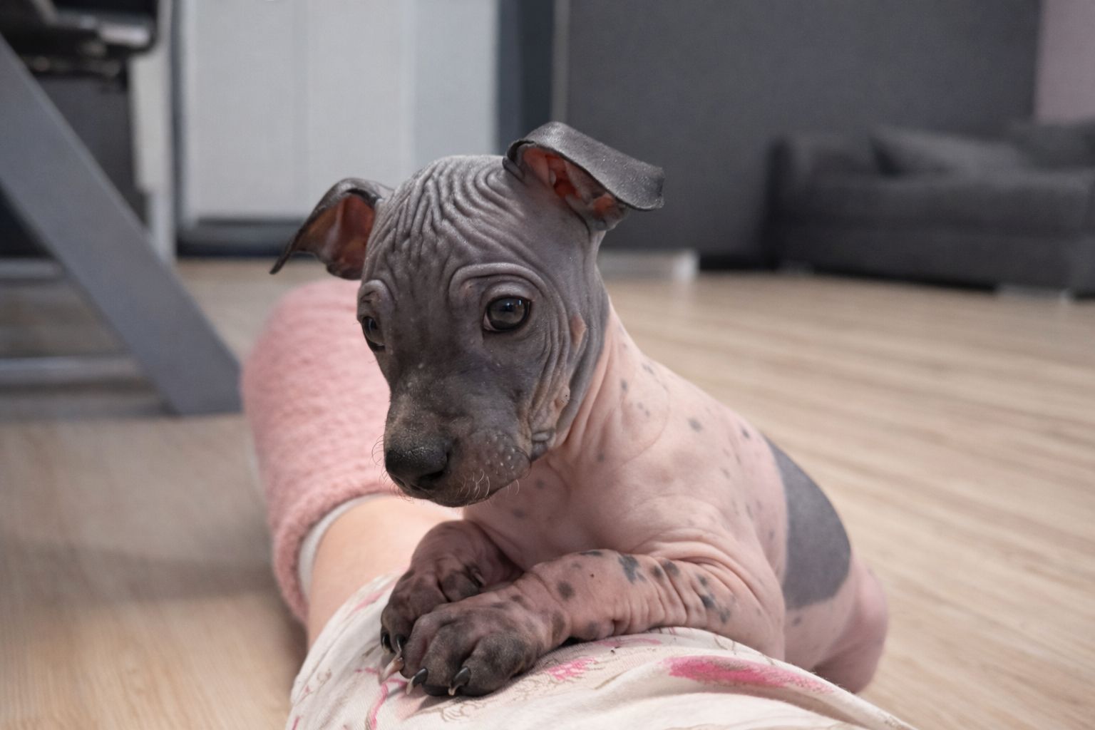 American Hairless Terrier Welpen aus Premiumzucht