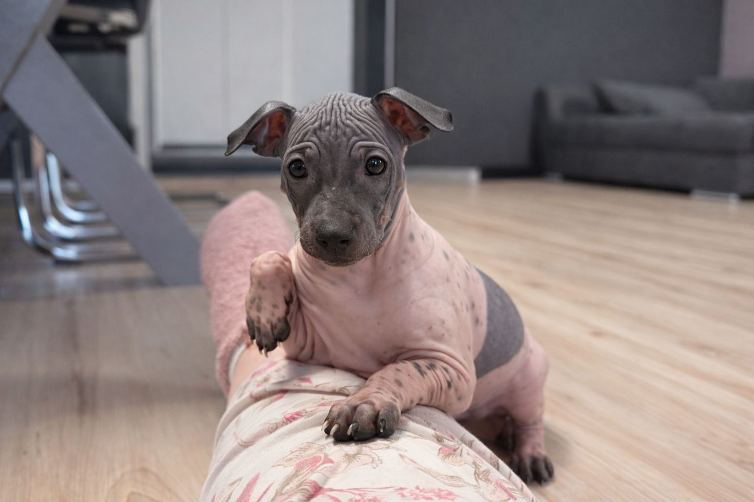 American Hairless Terrier Welpen aus Premiumzucht