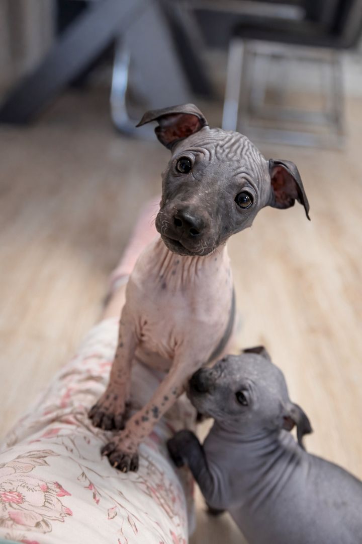 American Hairless Terrier Welpen aus Premiumzucht