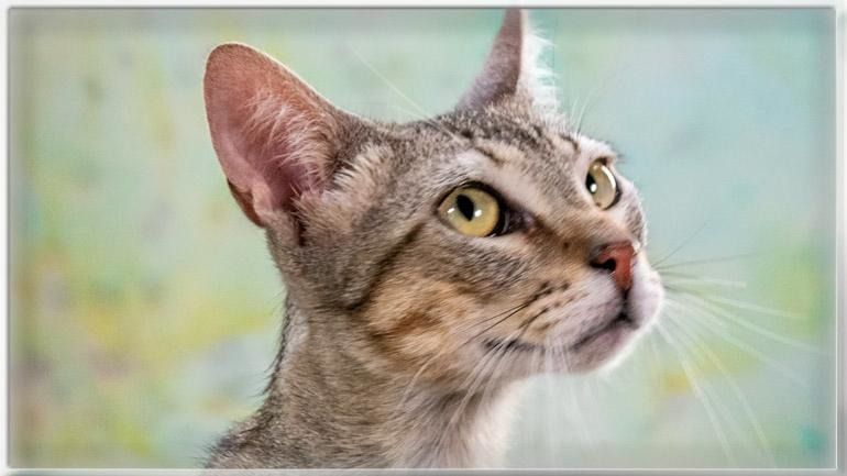 Manel - jung und verspielt