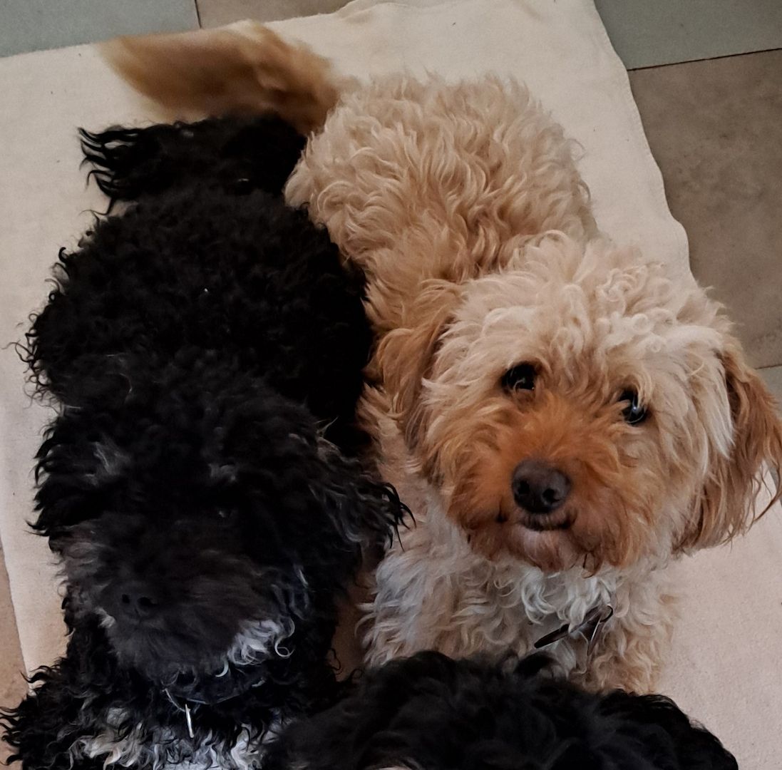 Zwergpudelweibchen, 4,5 Monate alt