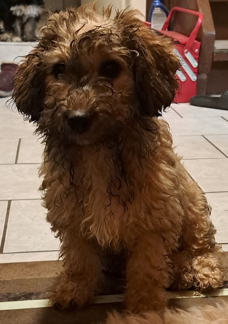 Zwergpudelweibchen, 4,5 Monate alt