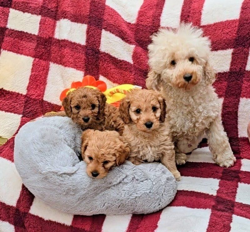 F1B Toy Cavapoo Welpen abzugeben