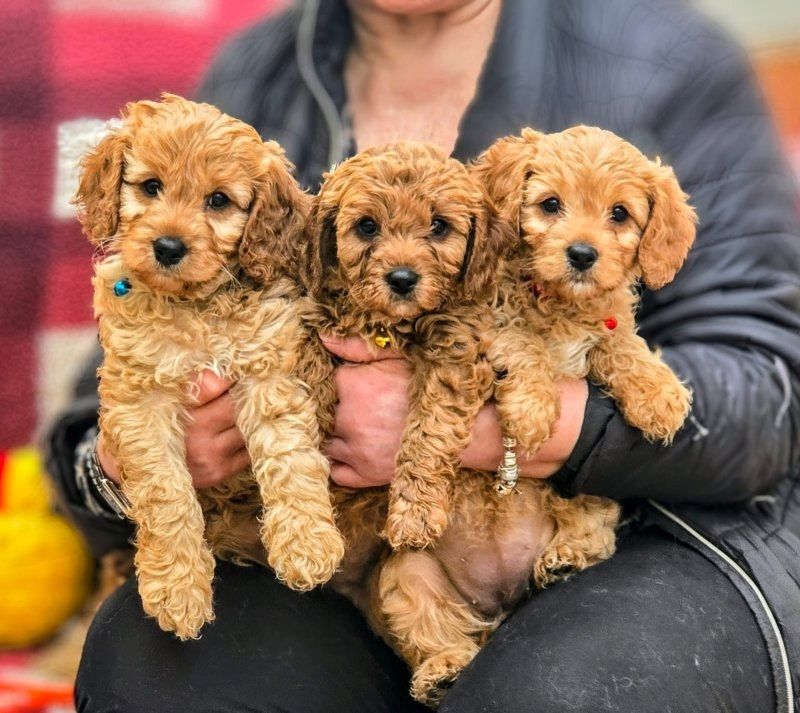 F1B Toy Cavapoo Welpen abzugeben