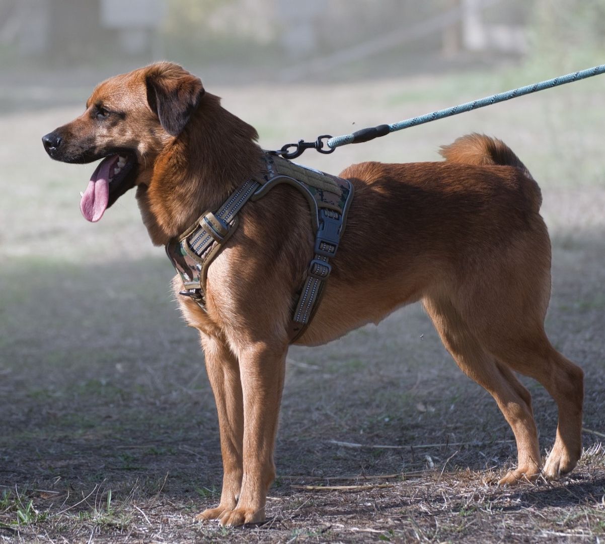 Caju - sensibel und liebevoll