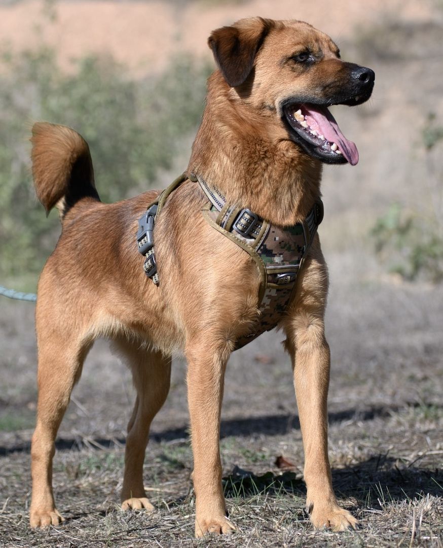 Caju - sensibel und liebevoll