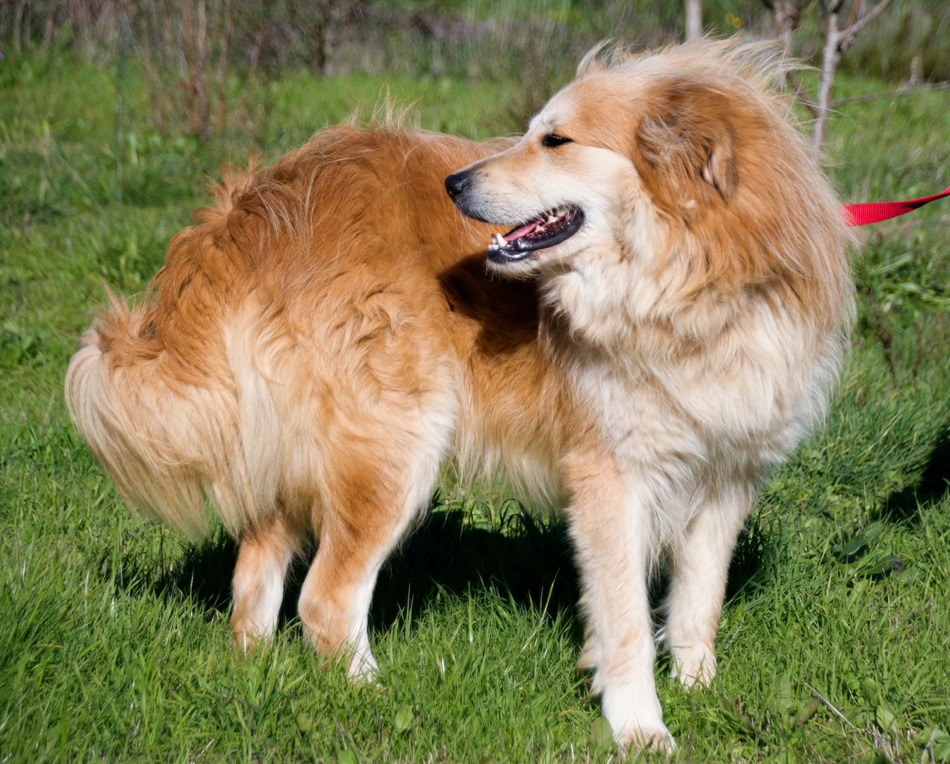 Rolex - anhänglich und aufgeschlossen