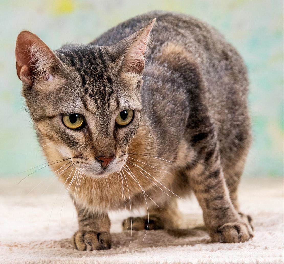 Rocky - ein ganz lieber Tiger