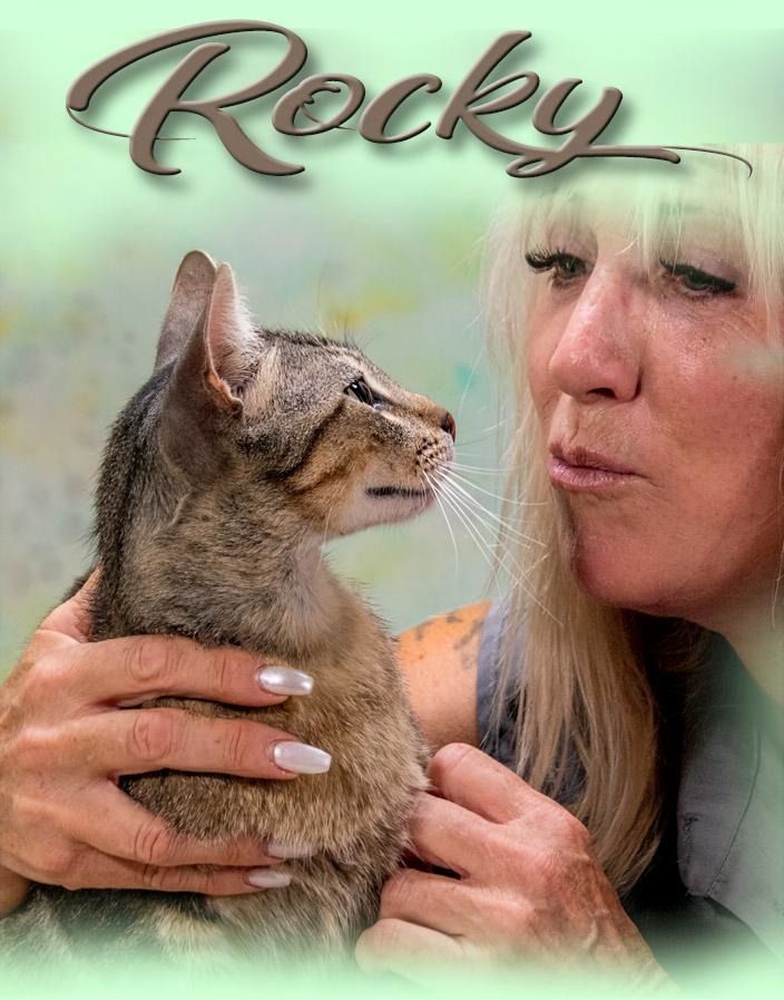 Rocky - ein ganz lieber Tiger