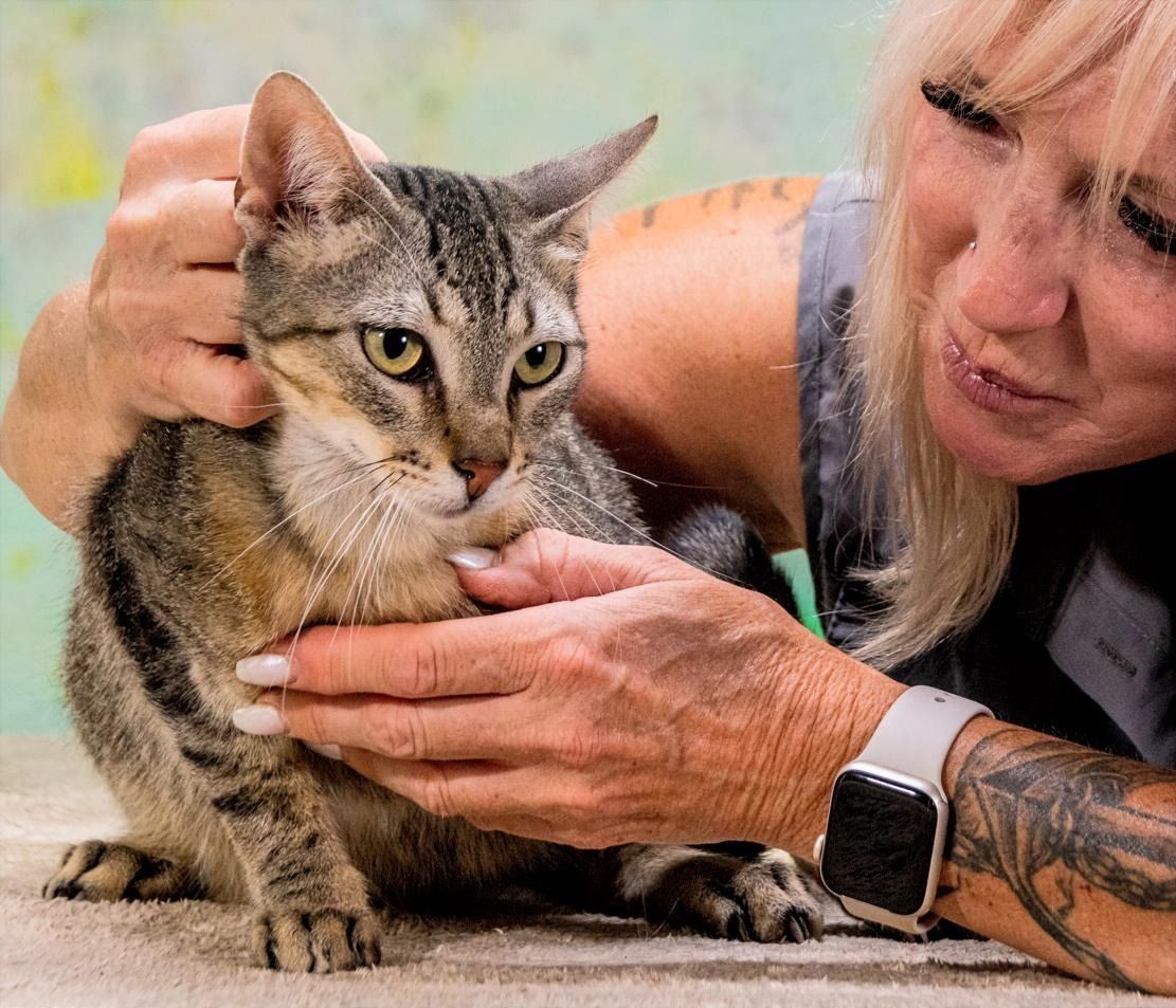 Rocky - ein ganz lieber Tiger