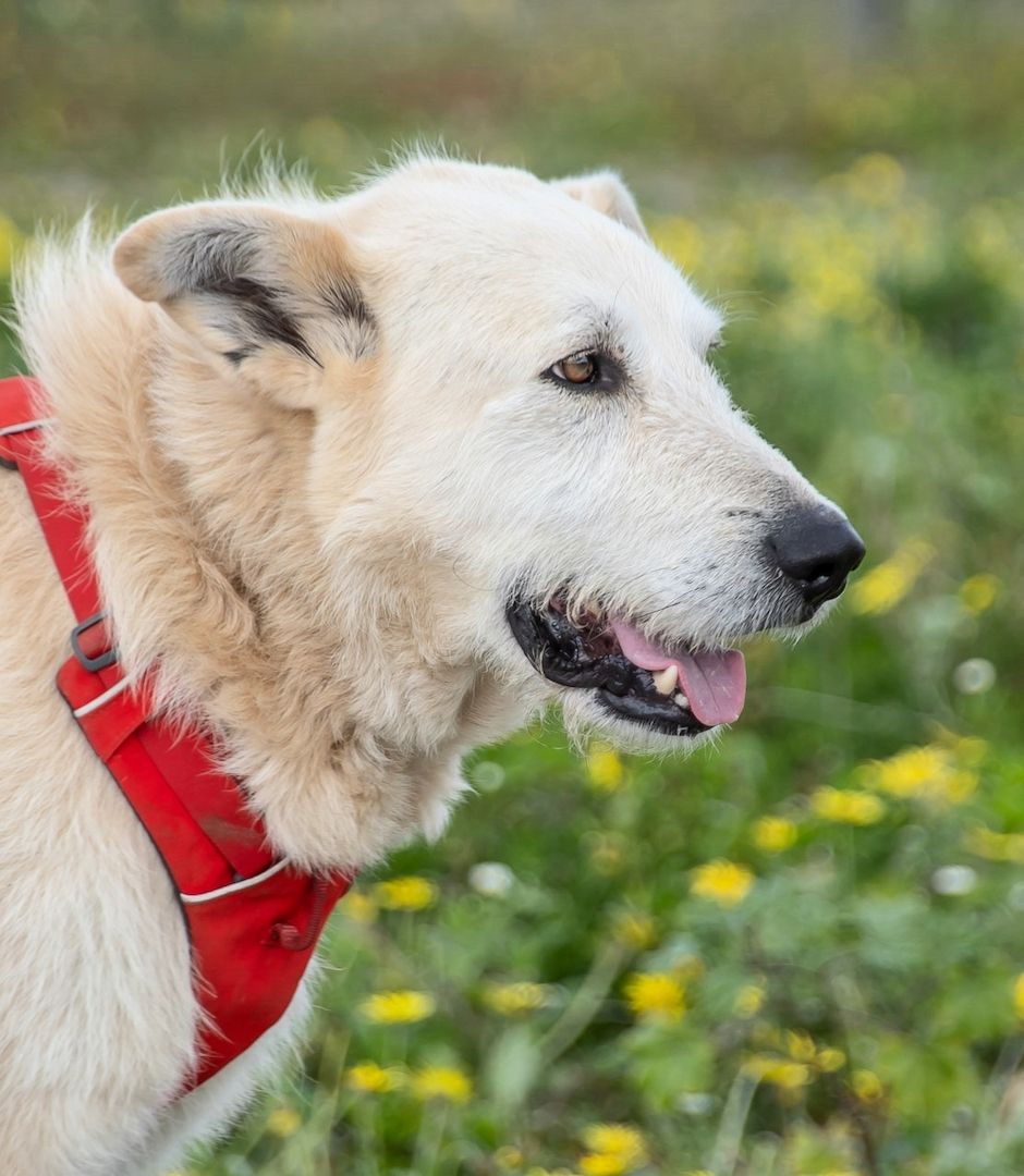 Obelix - ein feinfühliger, großer Gefährte