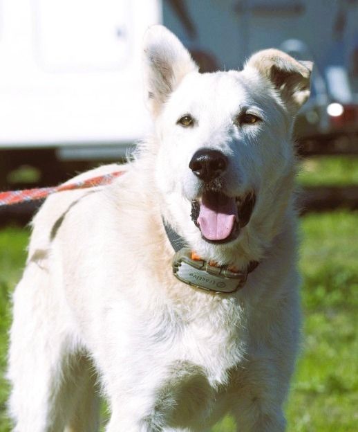 Obelix - ein feinfühliger, großer Gefährte