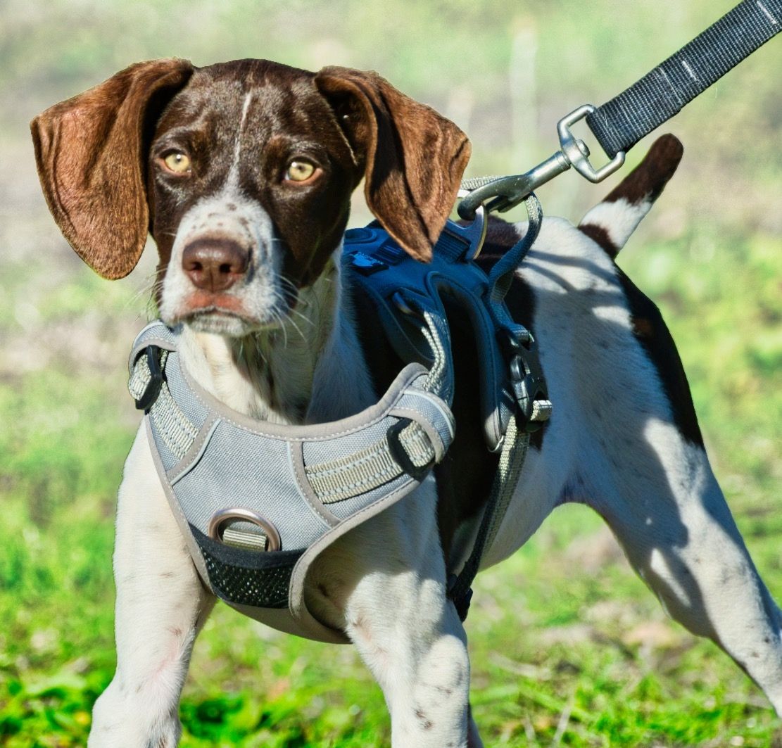 Scout - bereit für Abenteuer