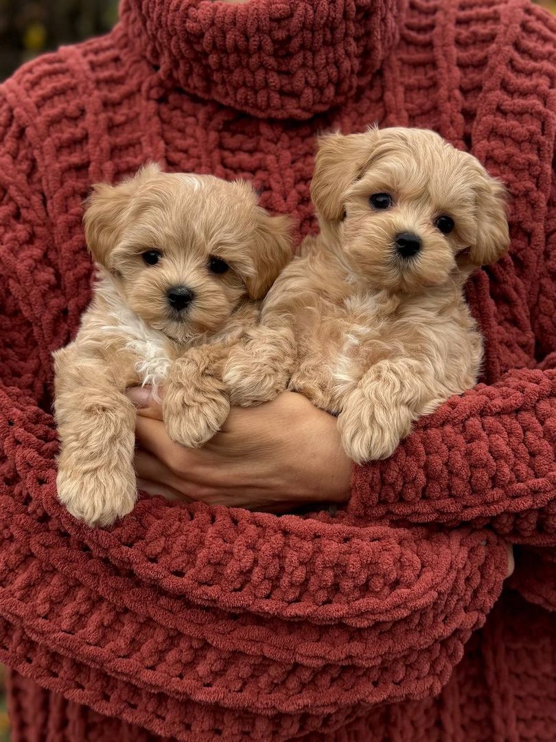 Maltipoo-Welpen zur Adoption