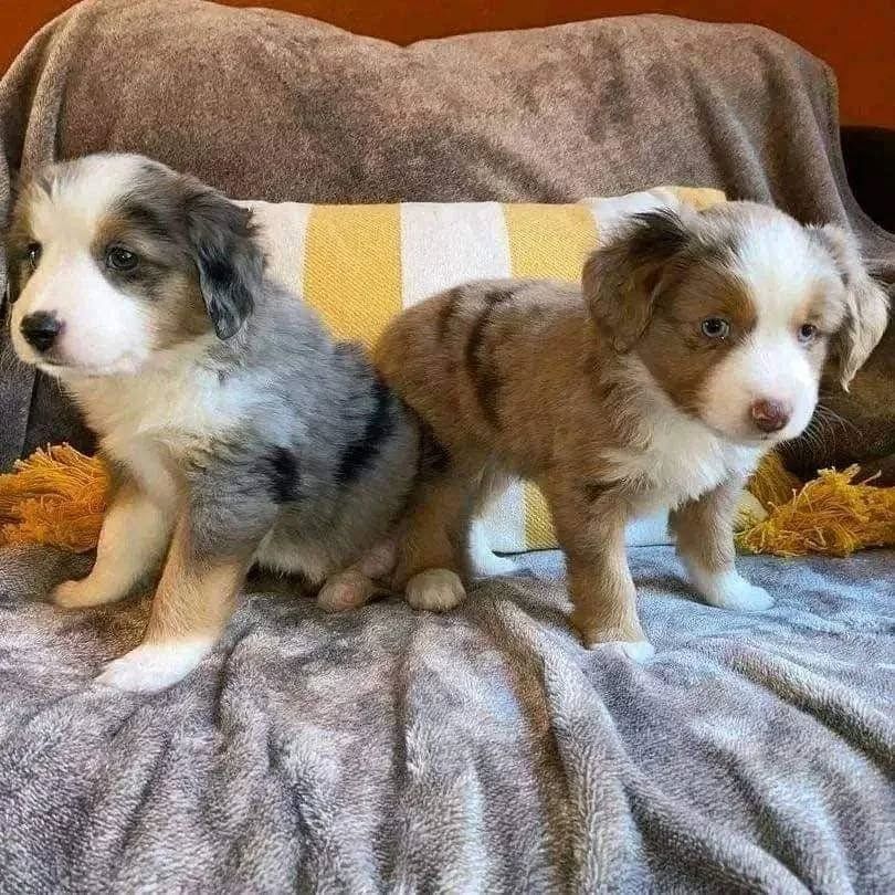 Australischer Schäferhund