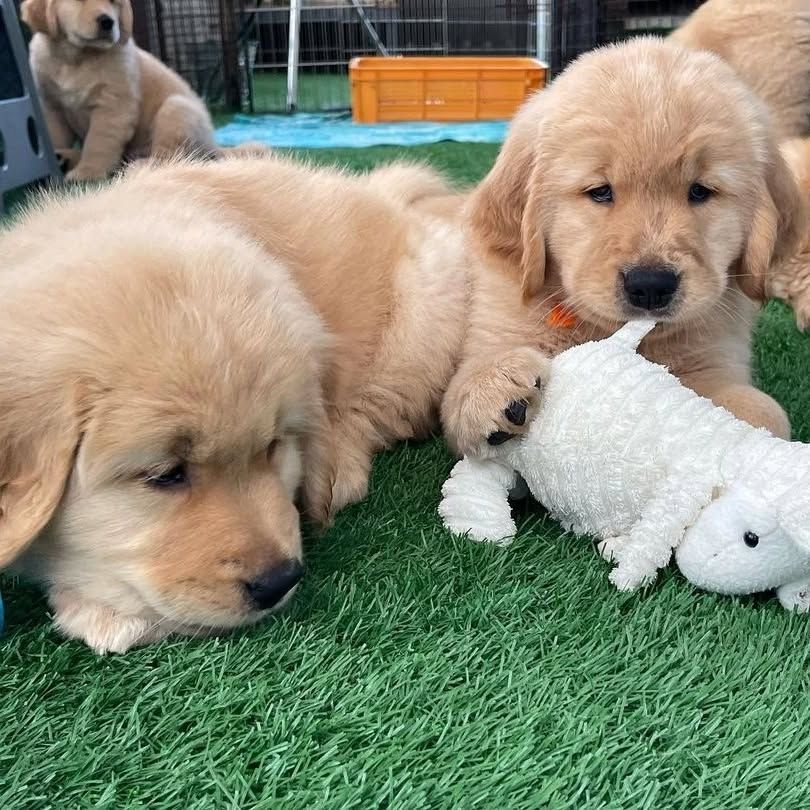 Golden-Retriever-Welpen