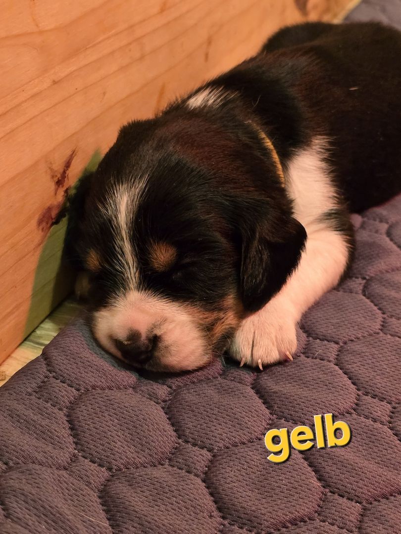 Mischling Welpen beagle beagle Pinscher mix